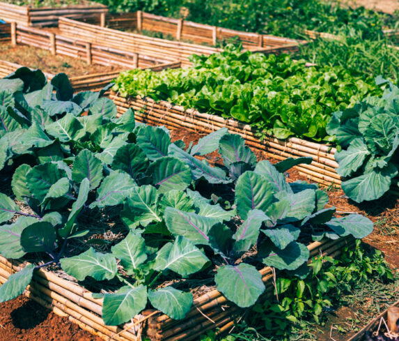 Vegetables-in-the-backyard-eco-friendly-garden_17725787